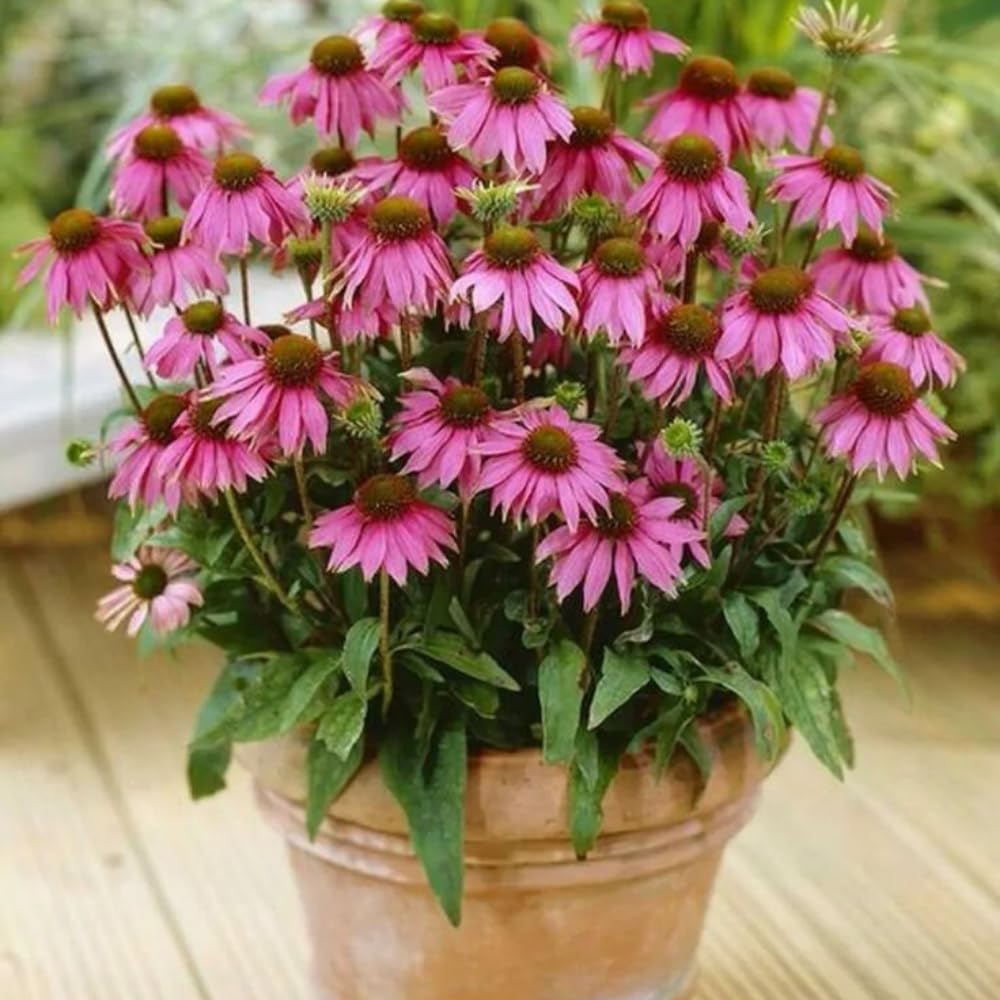 Set 3 Purple Coneflower Echinacea Plants Rooted, 3 to 5 Inch, Perennial Flower Outdoor Garden