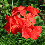 Set 5 Red Geranium Cuttings, 8-10 Inches Tall Geranium Plant Cutting for Planting, Unrooted