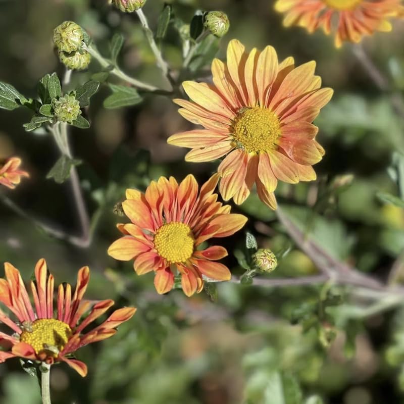 Pack 3 Bicolor Chrysanthemum Plants, Mums Plants Live, 3 to 6 Inch Tall Garden Mum Live Plant, Vibrant Fall Blooms, Hardy Chrysanthemum Flowers, No Pot