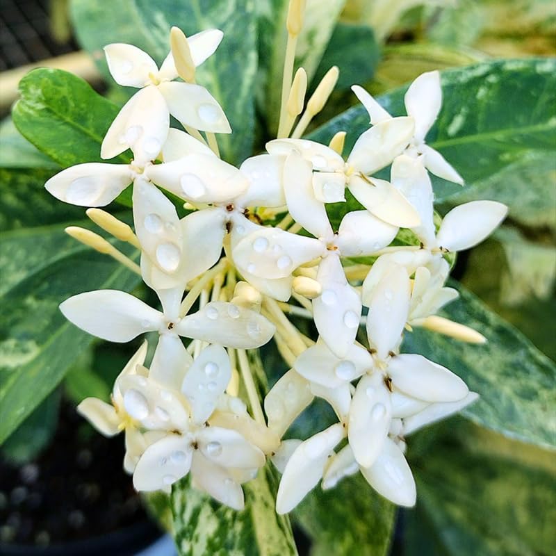 3 Snow Ixora Plants Live, Flowering Ixora Bush Shrub, 5-9” Tall, Tropical Ixora Well-Rooted for Planting Home Garden