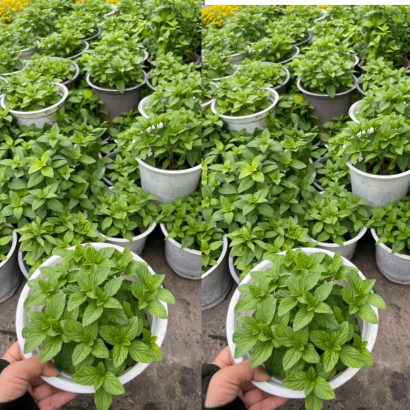 2 Random Plants Live Clumps Potted, Size 5-9" in Tall, Fresh Mints Herb for Indoor Outdoor Growing, Culinary Gardening, Cold Hardy and Fast-Growing