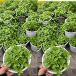 Big Clumps Random Mint Plants Live in Pot, Well-Rooted Herb for Home Gardens, Heirloom Mint Indoor Outdoor, Fresh Mints