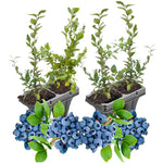 3 Springhigh Blueberry Bushes Seedlings, High-Yield Blueberry Trees Live Plants, 6 Months Old, Starter 3-6" in Tall, Cold Hardy Zones 4-7