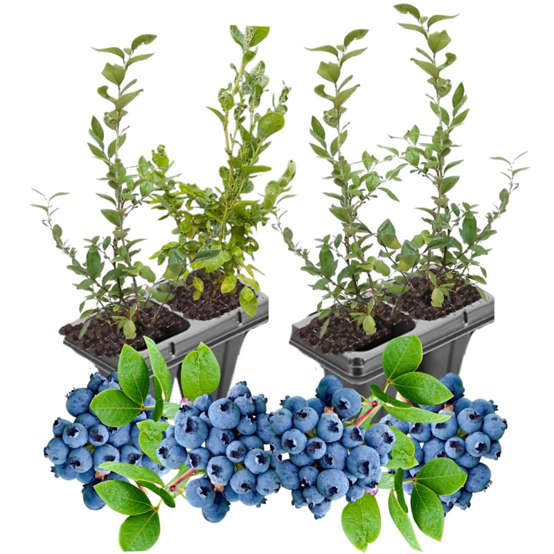 2 Southern Highbush Blueberry Plants Live for Outdoor Growing, Pink Lemonade Blueberry Trees Live Plants, Blueberries Bushes, Hardy and High Yield Seedlings, Starter 4 to 7", No Pot