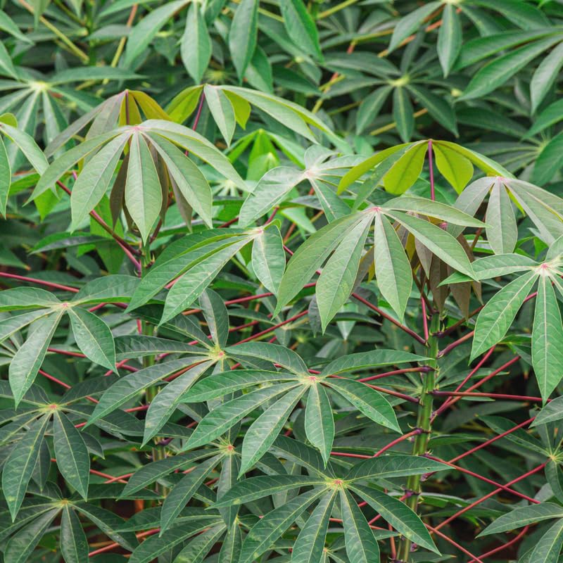 Set 10 Cassava Cuttings for Planting, 6 to 9 Inches Long, Cassava Plant Live Cuttings for Growing Outdoor Indoor