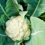 Cauliflower Plant Live, Live Cauliflower Plant Vegetable Plant Outdoor and Indoor Garden, 4 Inc Potted