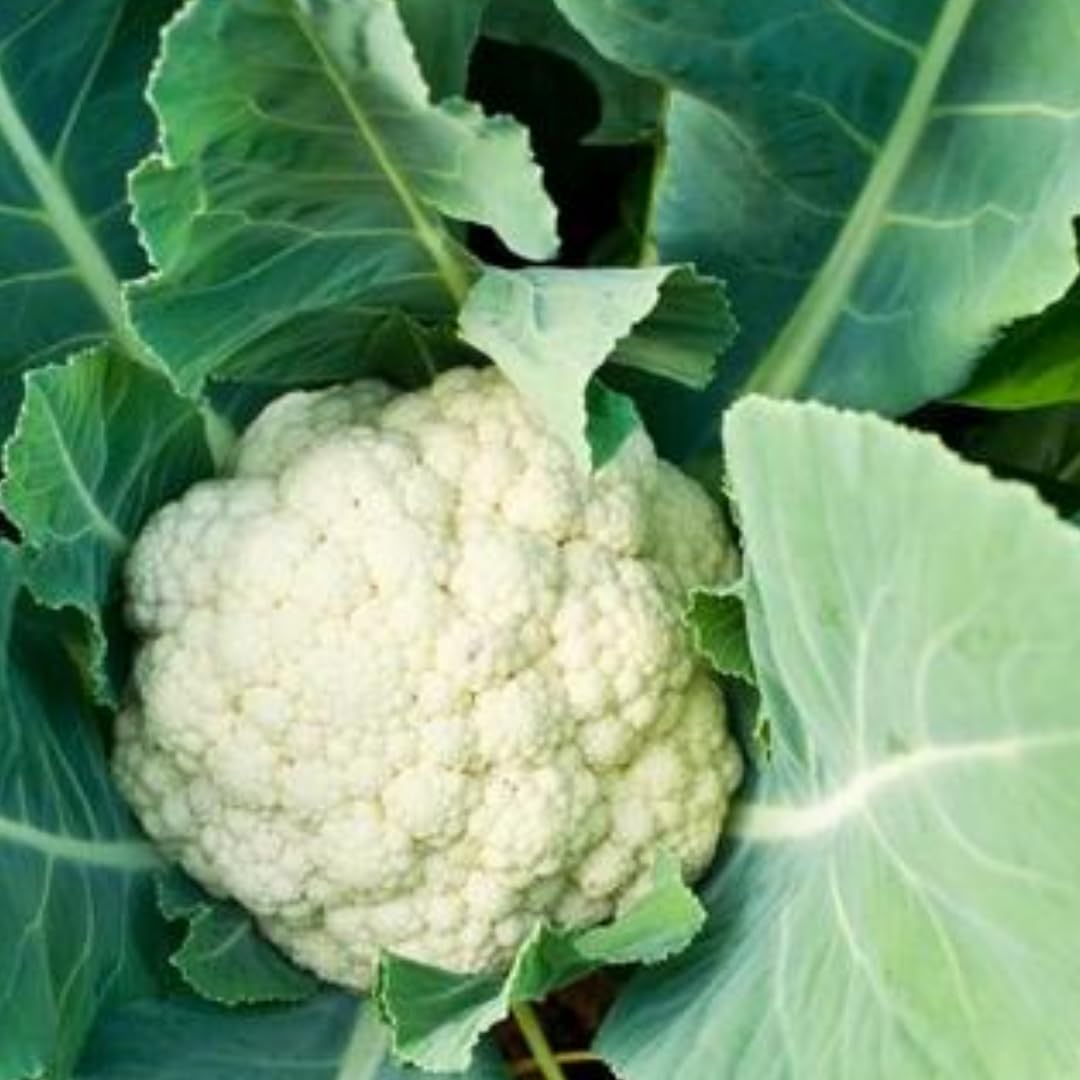 Cauliflower Plant Live, Live Cauliflower Plant Vegetable Plant Outdoor and Indoor Garden, 4 Inc Potted