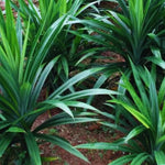 Pandan Plant Live, Pandanus Amaryllifolius Live Plant, 5 to 7 Inc Tall, Well Rooted Outdoor Garden