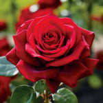 Rose Plant Live, Rose Bush Live Plant, Fragrant Flowers Ready to Plant, 5-9 Inch Height, Well-Rooted, No Pot (Red Rose)