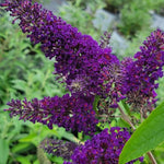 AVERAR 6 Months Old Black Butterfly Bush Live Plant, Butterfly Bushes Ready to Plant Outdoor, Buddleia Plant Bush Shrub 5-7 Inches Tall, No Pot