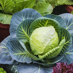 Cabbage Plant Live for Gardening, Cabbage Live Plants, Vegetable Plant Pot from 3 Inc Tall, 4 Inc Pot
