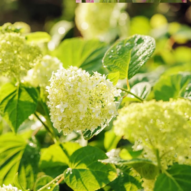Light Green Hydrangea Bushes Live Plant in 2.5'' Pot, Well Rooted Vibrant Hydrangea Tree Shrub 4-7 Inches for Planting