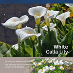 Pack 3 White Calla Lily Bulbs - Calla Lily Flowering Bulbs for Garden and Containers, Easy to Grow Summer Blooms