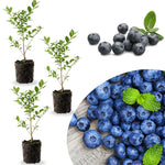 3 Easy to Grow Blueberry Bushes Seedlings, High-Yield Blueberry Trees Live Plants, 6 Months Old, Starter 3-6" in Tall, Cold Hardy Zones 4-7
