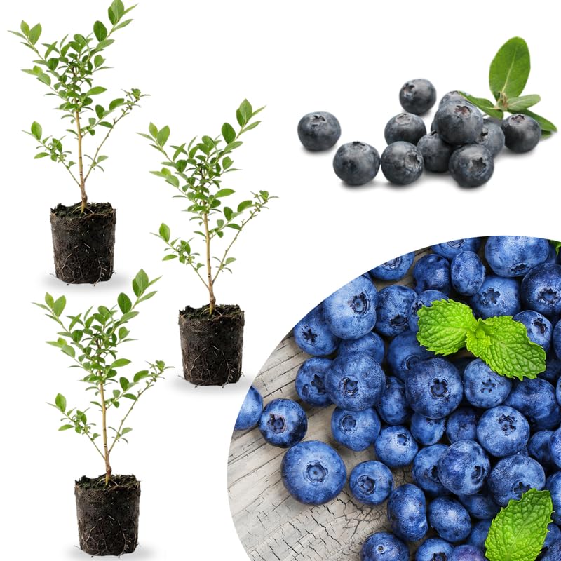 3 Easy to Grow Blueberry Bushes Seedlings, High-Yield Blueberry Trees Live Plants, 6 Months Old, Starter 3-6" in Tall, Cold Hardy Zones 4-7