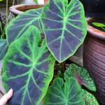 Colocasia Esculenta, Colocasia Live Plant, Elephant Ears Live Plant, Esculenta Taro Live Houseplant, 5-8 Inc Tall, No Pot (Rare Colocasia)