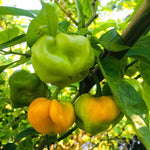 1 Yellow Jamaican Scotch Bonnet Pepper Live Plant, Scotch Bonnet Pepper Plants for Growing, 80 Days Old Plants