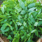 Set of 15 Katuk Cuttings, Katuk Plant Live, 4 to 7 Inches Long, No Root, Not Plant
