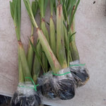 6 Fresh Lemongrass Plants Live High Yield, Live Outdoor Lemongrass, No Pot, Fresh Lemon Grass Stalks Live Plant, Herb Outside Planting