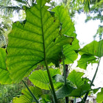 Elephant Ear Plants, Rare Colocasia Plant Live, Perennial Esculenta Taro Alocasia 4-8 Inch Tall, Indoor Outdoor Garden (Giant)
