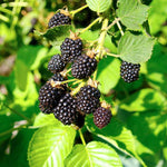 2 Thornless BlackBerry Plants Live for Planting, Sweet BlackBerry Bushes Trees, 5 to 8 Inches Tall, Blackberries Fruit Trees (Chester BlackBerry)