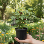 Hardy Hibiscus Plants Live, Red Roselle Hibiscus Flowers Plant from 4-6 Inches Tall, Hibiscus Sabdariffa