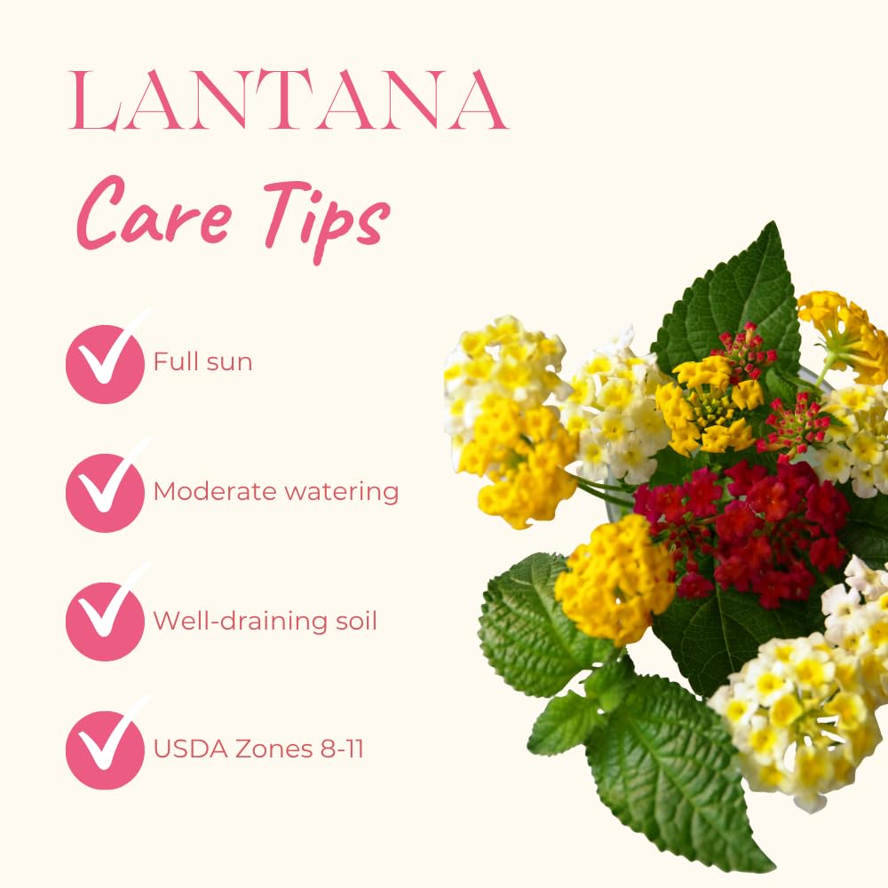 Pack 2 Lantana Live Plants for Planting, Hardy Perennial Lantana Bushes Well Rooted 4-7 Inches, Assorted Blooms (Orange Flowers)