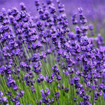 Pack 4 Lavender Plants Live, Lavandula Perennial Plants, 4-8" Height, Fragrant Perennial Flowers, No Pot (Provence Lavender)