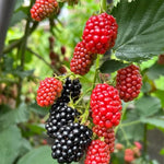 Pack 2 BlackBerry Live Plants, Perennial Blackberries Fruit Tree, Sweet-Pie BlackBerry Bushes 4-8 Inches Ready to Grow Outdoors