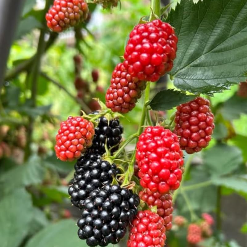 Pack 2 BlackBerry Live Plants, Perennial Blackberries Fruit Tree, Sweet-Pie BlackBerry Bushes 4-8 Inches Ready to Grow Outdoors