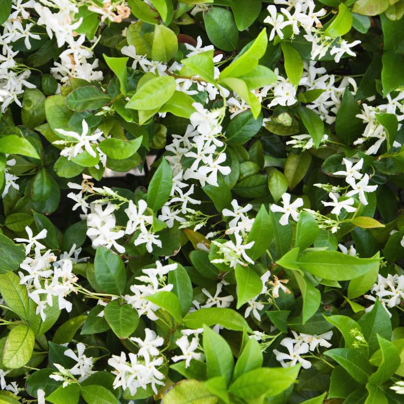 2 Star Jasmine Plants Live from 4 to 6 Inches Tall, Live Jasmine Plants Indoor