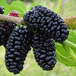Dwarf Mulberry Plant Live 5-10 Inch Height, Everbearing Mulberry Tree Live Plant for Planting, Sweet Berry Fruit Seedling