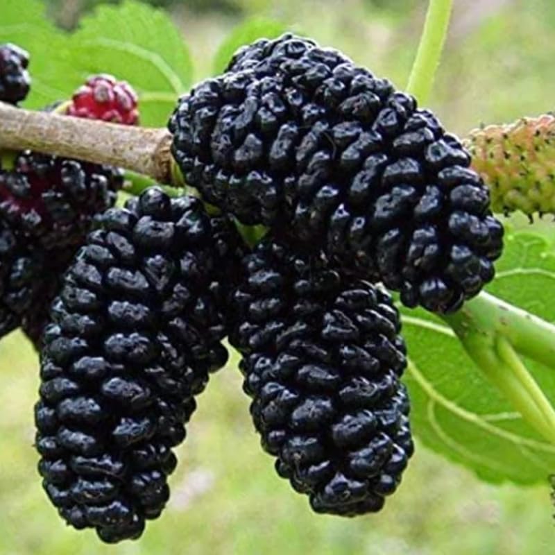 Dwarf Mulberry Plant Live 5-10 Inch Height, Everbearing Mulberry Tree Live Plant for Planting, Sweet Berry Fruit Seedling
