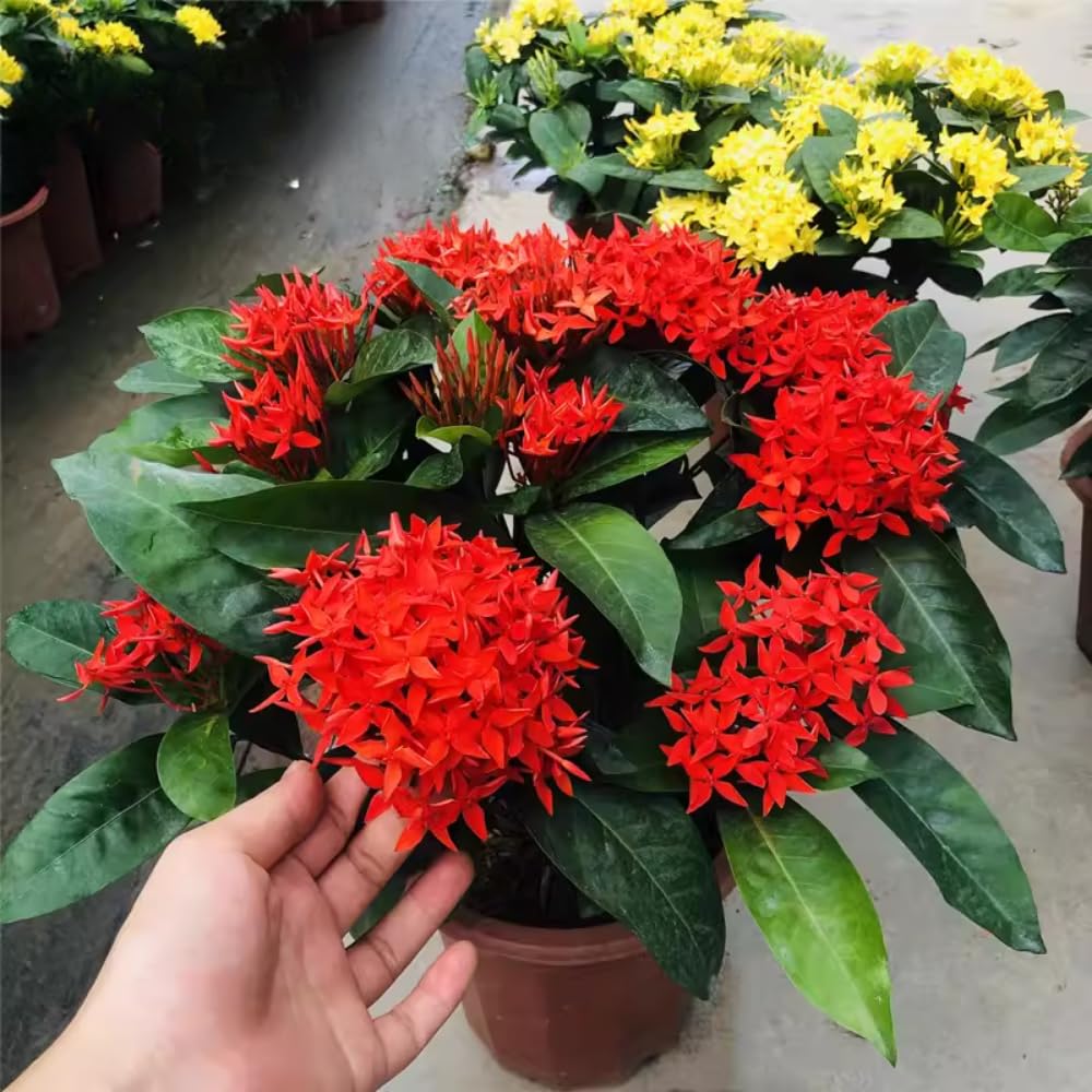2 Red Ixora Plants Live, 5 to 7 Inc Tall, Ixora Flower Plant, Shrub Plant Tropical Ornamental Plants, No Pot
