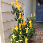 Set 3 Shrimp Plants for Planting, 4-9 Inches, Live Shrimp Shrub Plant Ready to Grow Outdoor, Yellow Blooms