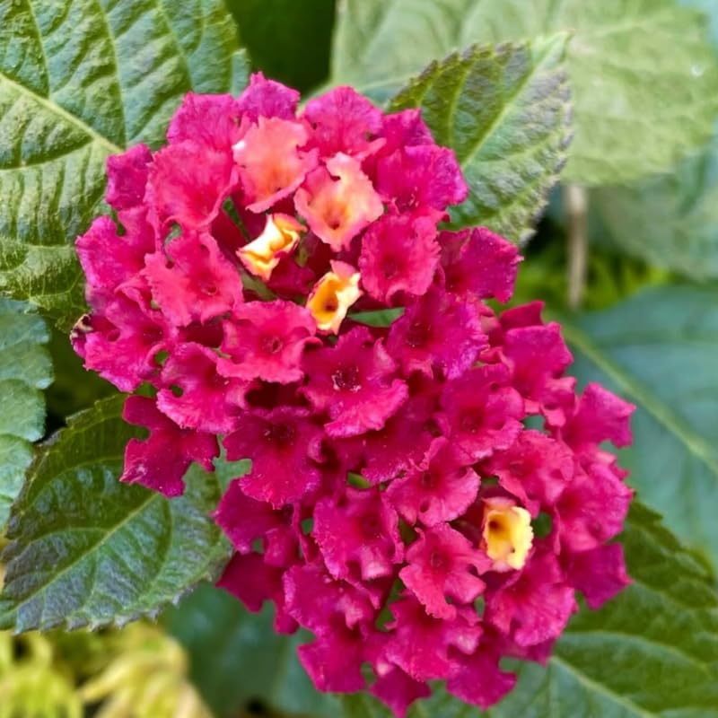 4 Colorful Perennial Lantana Trees Live Plants, Rose Blooms, Hardy and Long Blooming Seasons, Fragrant, 5-10" in Tall, Full Sun Growing