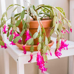 Christmas Cactus Plant, Thanksgiving Cactus in 4” Pot, Colorful Holiday Blooms, Indoor Gardens Growing (True Christmas Cactus)