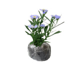 Live Aster Plant for Planting, Vibrant Blue Blooms 4-9 Inch Tall, Hardy and Perennial Aster, Ideal for Container and Outdoor Growing