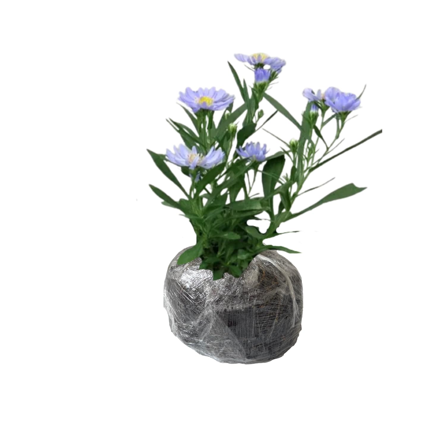 Live Aster Plant for Planting, Vibrant Blue Blooms 4-9 Inch Tall, Hardy and Perennial Aster, Ideal for Container and Outdoor Growing