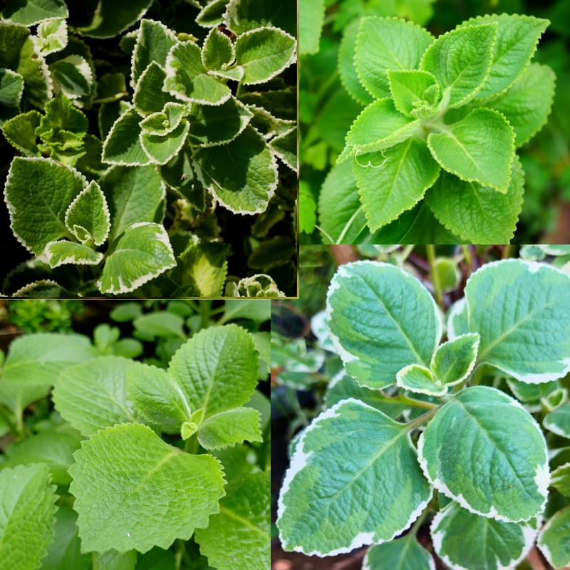 Set of 4 Mix Cuban Oregano Live Plants, Live Cuban Oregano Plant Indoor, 4 to 6 Inc Tall, Spanish Thyme Plant Live, Well Rooted for Gardening Outdoor Indoor