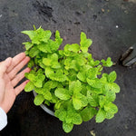 Big Clumps Random Mint Plants Live in Pot, Well-Rooted Herb for Home Gardens, Heirloom Mint Indoor Outdoor, Fresh Mints