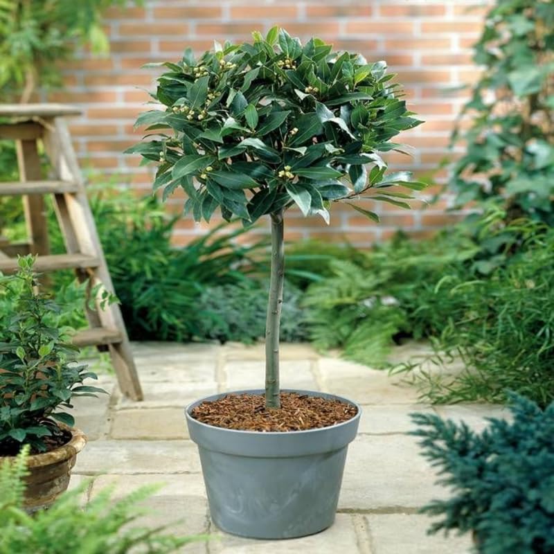 2 Live Bay Laruel Trees Sweet Bay Laurus Nobilis Plants, Bay Leaf Tree, True Laurel for Planting, 5-10 Inches in Tall
