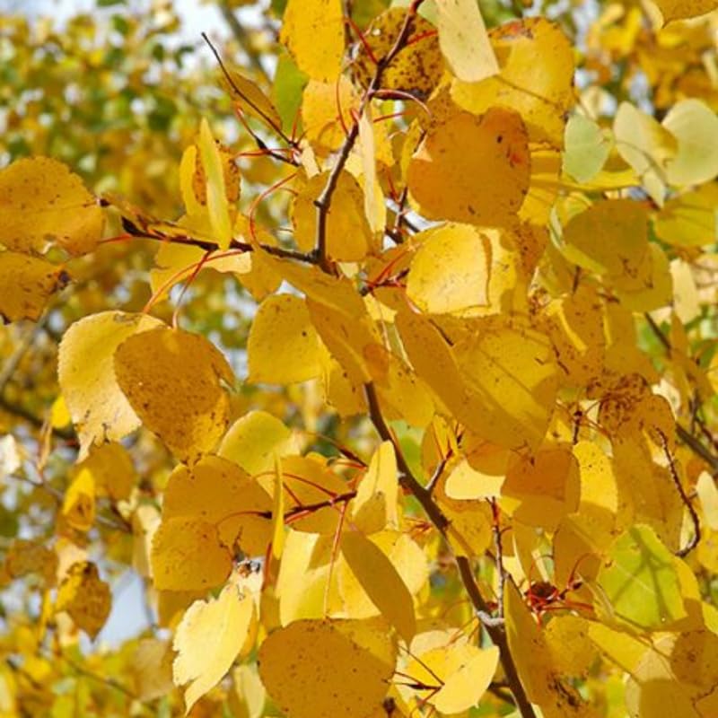 Quaking Aspen Tree Seedlings 18-24 Inches, Yard and Garden Planting, Hardy, Vibrant Fall Foliage