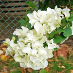 Combo 2 Bougainvillea Plants Live Trees, Outdoor Bougainvillea Plant for Trailing Flowering Vines or Bush Tree, 5-10” Tall, Well-Rooted Bougainvillea White
