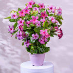 2 Pink Mandevilla Bush Plants, 5 to 7 Inc in Height, Mandevilla Live Plant, Mandevilla Plants Live