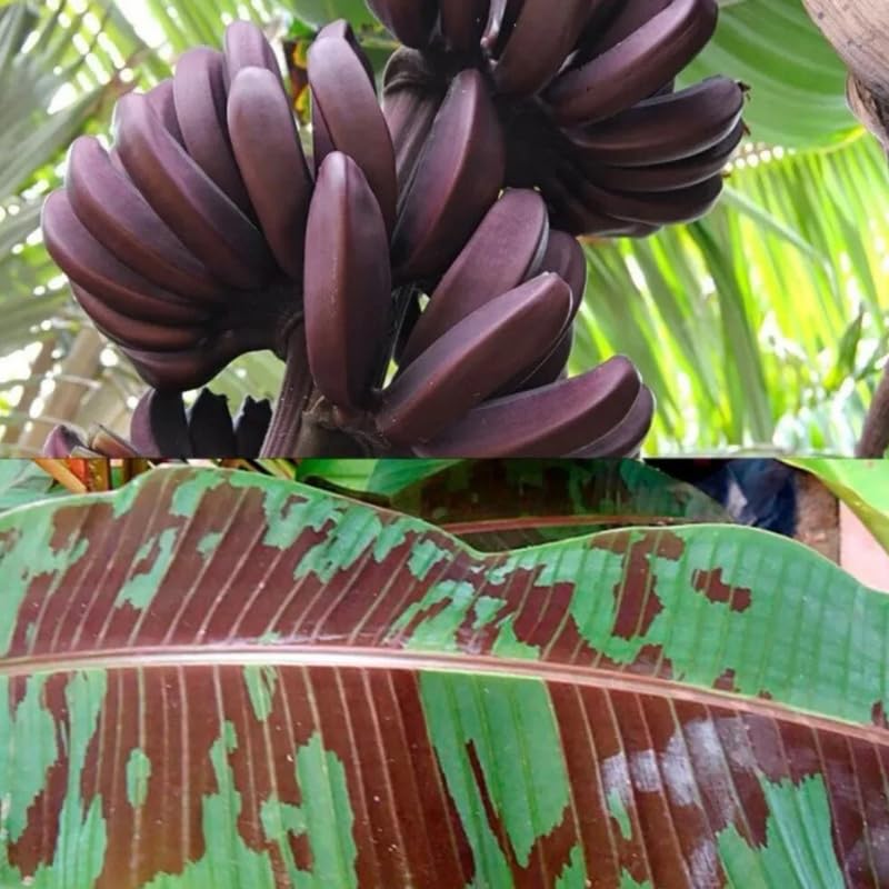 Banana Plant Live, 4-6" Tall Well-Rooted for Indoor Tropical Displays, Cold Hardy Banana Fruit Tree