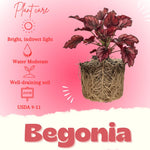 Begonia Live Plant, Begonias Live Plant, Rare Begonias Plants, 5-7 Inches in Height for Indoor Houseplant (Red Begonia)