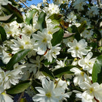 Sweetbay Magnolia Tree Live Plant in 2.5 Inches in Pot, Starter Plant, Fragrant Perennial Ornamental Plants Shrub for Outdoor Garden
