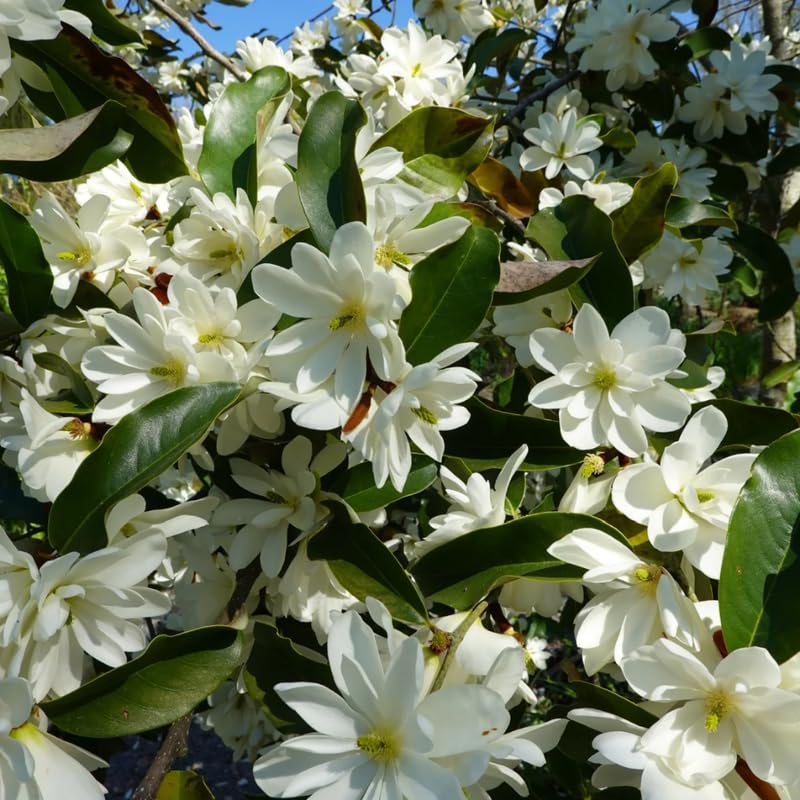 Sweetbay Magnolia Tree Live Plant in 2.5 Inches in Pot, Starter Plant, Fragrant Perennial Ornamental Plants Shrub for Outdoor Garden