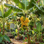 Grand Nain Banana Tree Live Plant, Edible Fruit, 4-6" Tall